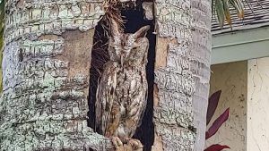 screech owl perched on nest cavity