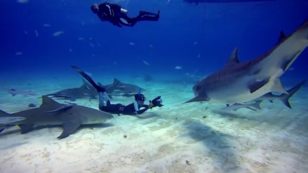 Madi Stewart, aka Shark Girl, photographing sharks