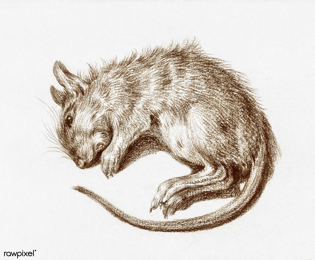 dead rat illustration