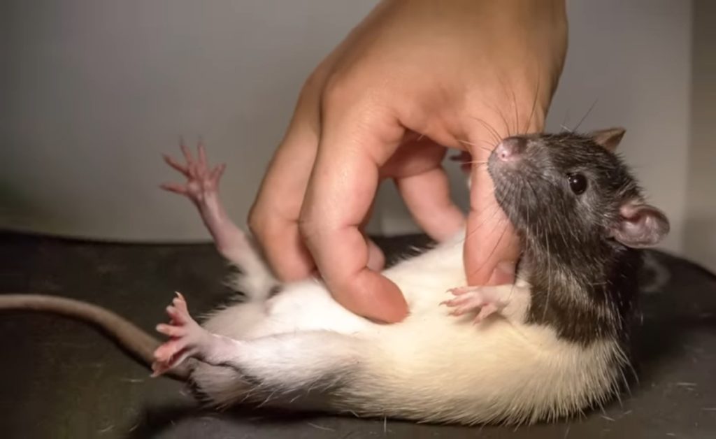 researchers tickle rat