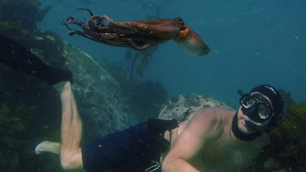 Craig Foster swimming with his octopus teacher