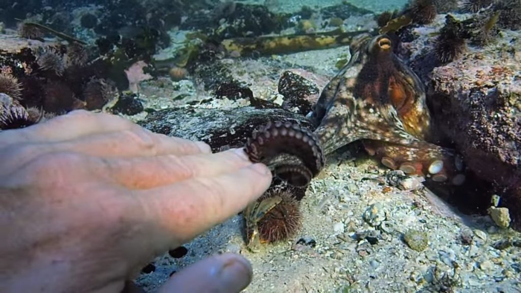 octopus vulgaris touching Craig Foster