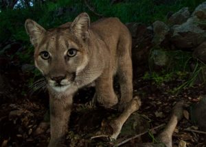 mountain lion caught on trail camera